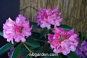 wbgarden spring 55